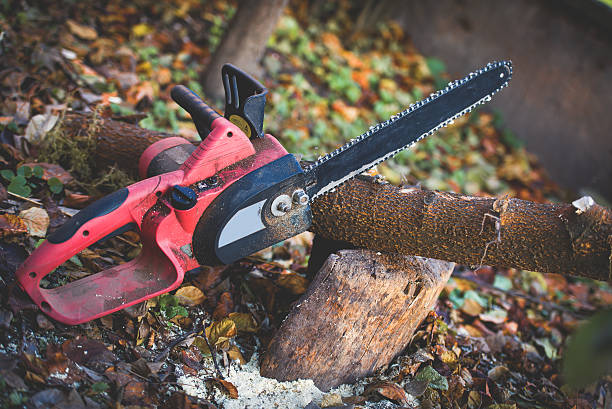 Best Root Management and Removal  in Lowes Island, VA